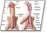 可提玛官方